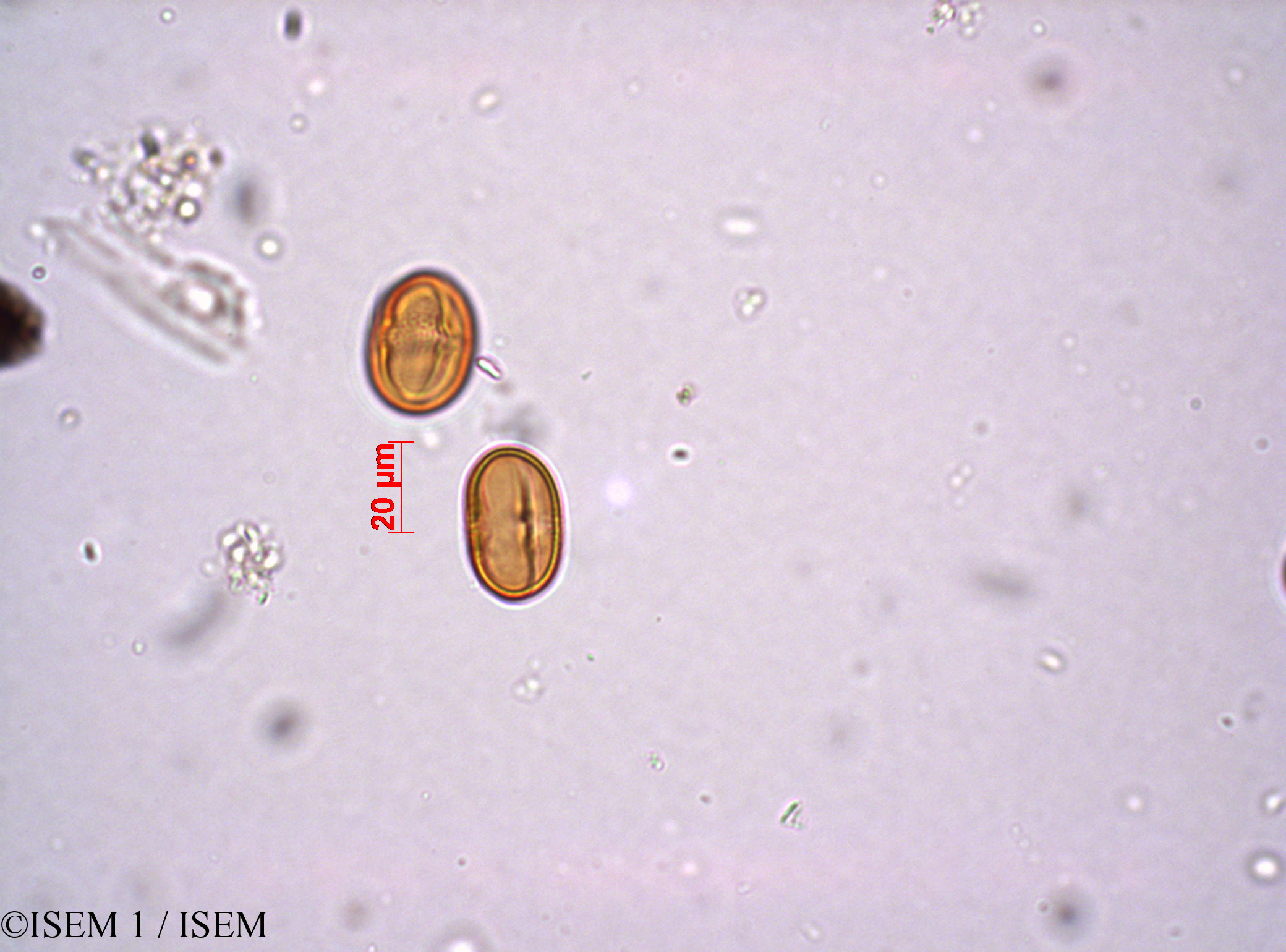 ISEM 1/Anagallis_crassifolia_29210/Anagallis_crassifolia_29210_0001(copy).jpg